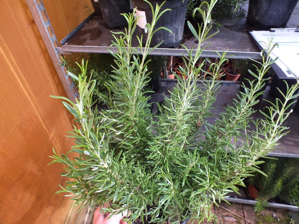 XXL Rosmarin 40-60 cm Salvia rosmarinus - Rosmarinus officinalis - Kräuter - Gewürz