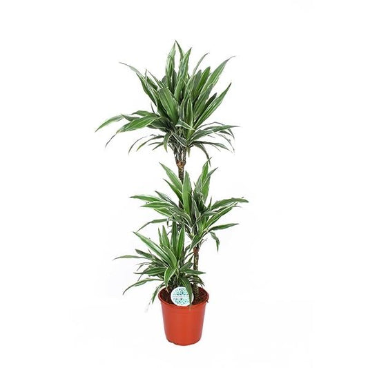 Dracaena deremensis 'Warneckii' - Drachenbaum - Zimmerpflanze - Grünpflanze