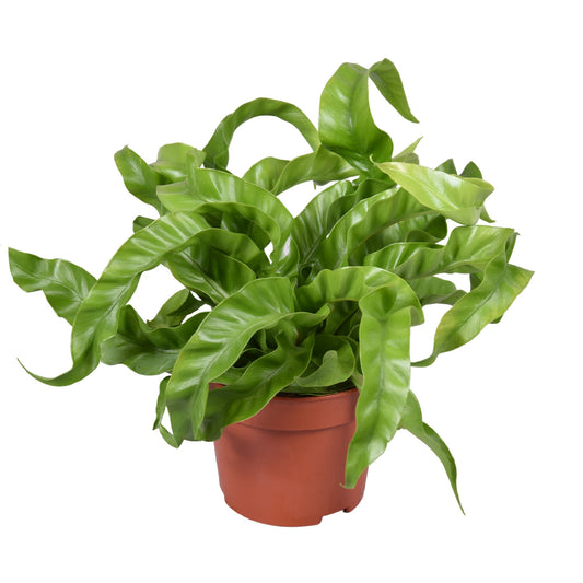 Asplenium antiquum Hurricane Topf 12 cm Ø Nestfarn - Luftreinigende Zimmerpflanze - Grünpflanze