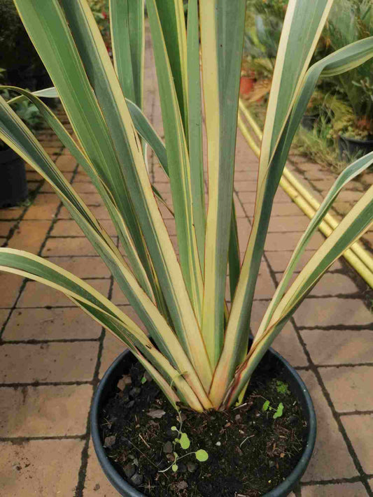 Phormium tenax Variegatum 80-100 cm - Neuseeländer Flachs / buntblättrig - Ausgefallener grün - weiss Farbverlauf auf den Blättern