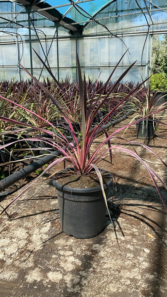 Cordyline australis Rosa Bicolore - Grünpflanze - Keulenlilie