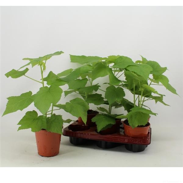 Zimmerlinde 40 cm - Sparmannia africana Zimmerpflanze