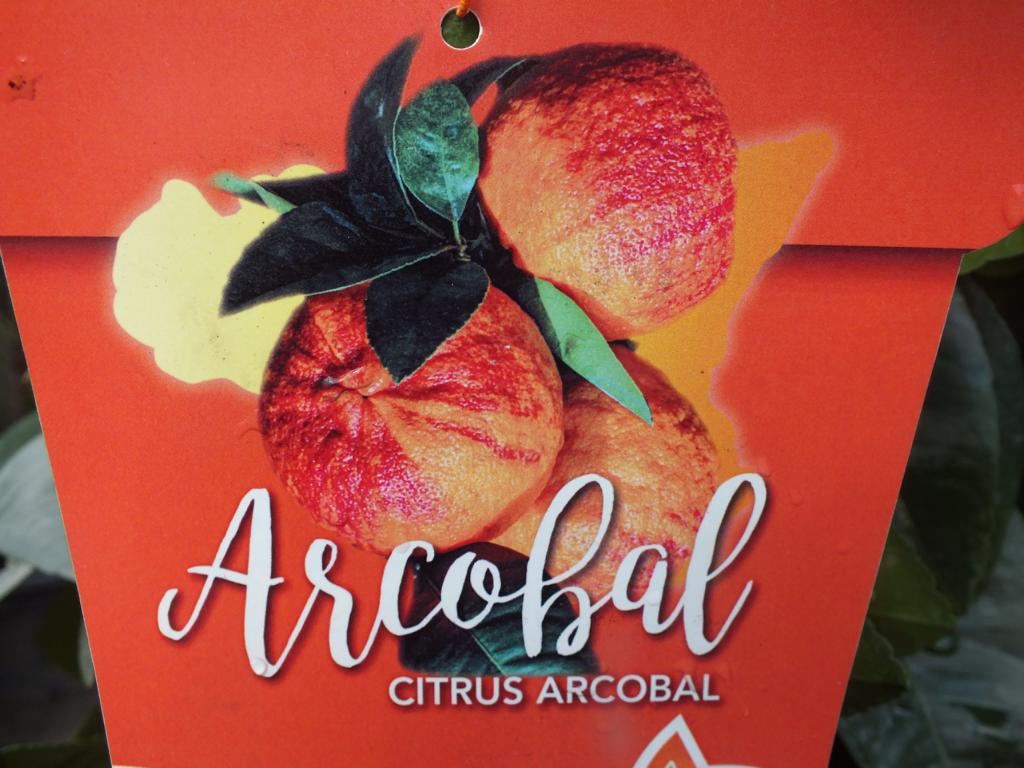 Orangenbaum Arcobal 60-80 cm - Citrus Sinensis 'Arcobal' - Regenbogen Orange