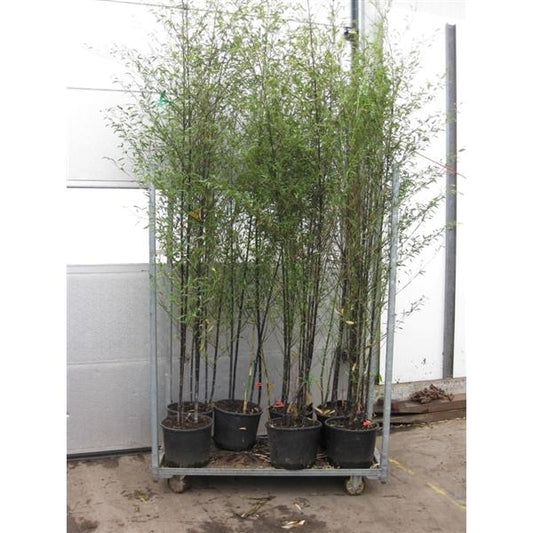 Phyllostachys nigra - Schwarzrohrbambus - Schwarzer bambus