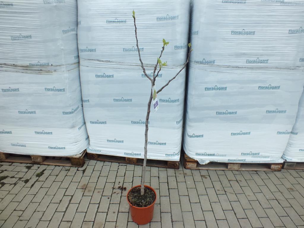 Feige Cuello Dama Blanca Baum 160-180 cm - Ficus carica - Helle Feige -kräftiger Stamm - Feigenbaum