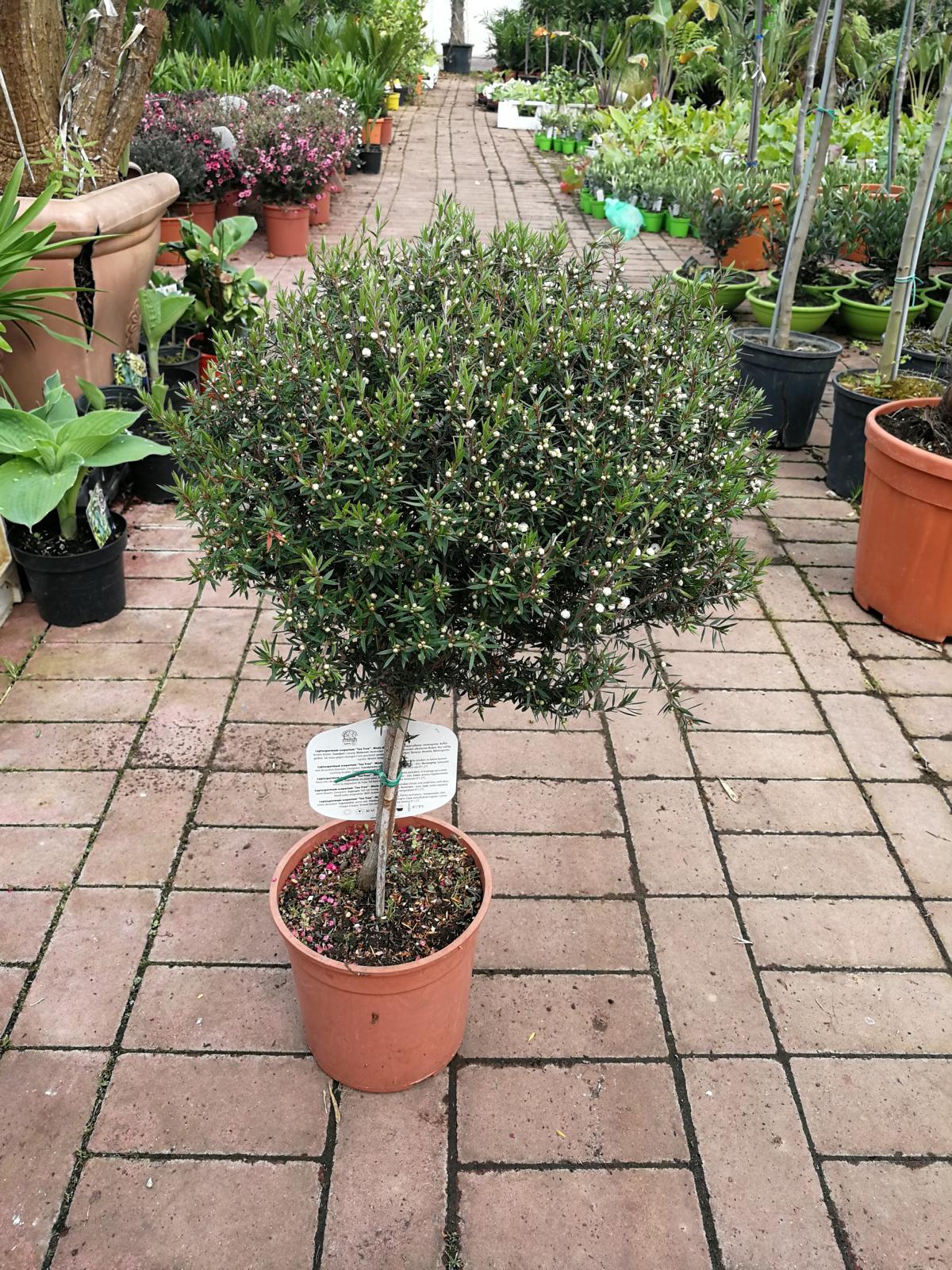 Südseemyrte 60-70 cm weiß Stämmchen Leptospermum scoparium - Manuka